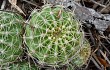 Preview photo Echinopsis calochlora