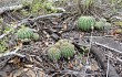 Anteprima di Echinopsis calochlora