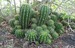 Preview photo Echinopsis calochlora