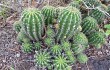 Preview photo Echinopsis calochlora