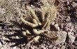 Preview photo Echinopsis camarguensis