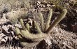 Preview photo Echinopsis camarguensis