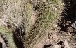 Vista previa de Echinopsis camarguensis