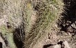 Preview photo Echinopsis camarguensis