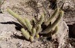 Vista previa de Echinopsis camarguensis