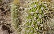 Anteprima di Echinopsis camarguensis