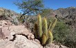 Anteprima di Echinopsis camarguensis