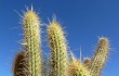 Preview photo Echinopsis camarguensis