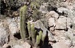 Vista previa de Echinopsis camarguensis