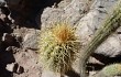 Preview photo Echinopsis camarguensis