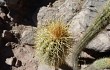 Anteprima di Echinopsis camarguensis