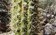 Preview photo Echinopsis camarguensis