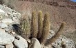 Preview photo Echinopsis camarguensis