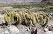 Vista previa de Echinopsis camarguensis