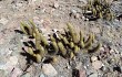 Anteprima di Echinopsis camarguensis