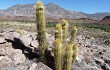 Preview photo Echinopsis camarguensis