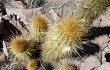 Preview photo Echinopsis camarguensis