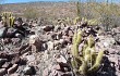 Preview photo Echinopsis camarguensis