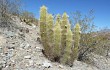 Anteprima di Echinopsis camarguensis