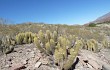 Vista previa de Echinopsis camarguensis