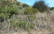 Vista previa de Echinopsis caulescens