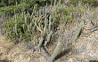 Preview photo Echinopsis caulescens