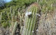 Vista previa de Echinopsis caulescens