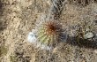 Preview photo Echinopsis caulescens