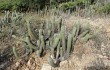 Anteprima di Echinopsis caulescens