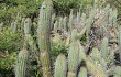 Preview photo Echinopsis caulescens