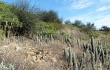 Vista previa de Echinopsis caulescens