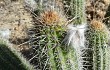 Preview photo Echinopsis caulescens