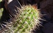 Anteprima di Echinopsis caulescens