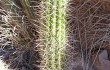 Anteprima di Echinopsis caulescens