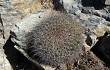 Preview photo Echinopsis chrysochete