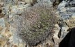 Anteprima di Echinopsis chrysochete