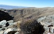 Vista previa de Echinopsis chrysochete