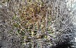 Preview photo Echinopsis chrysochete
