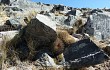 Vista previa de Echinopsis chrysochete