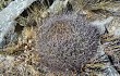 Preview photo Echinopsis chrysochete