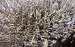 Preview photo Echinopsis chrysochete