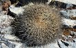 Preview photo Echinopsis chrysochete