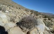 Vista previa de Echinopsis chrysochete