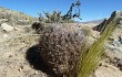 Anteprima di Echinopsis chrysochete