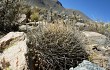 Preview photo Echinopsis chrysochete