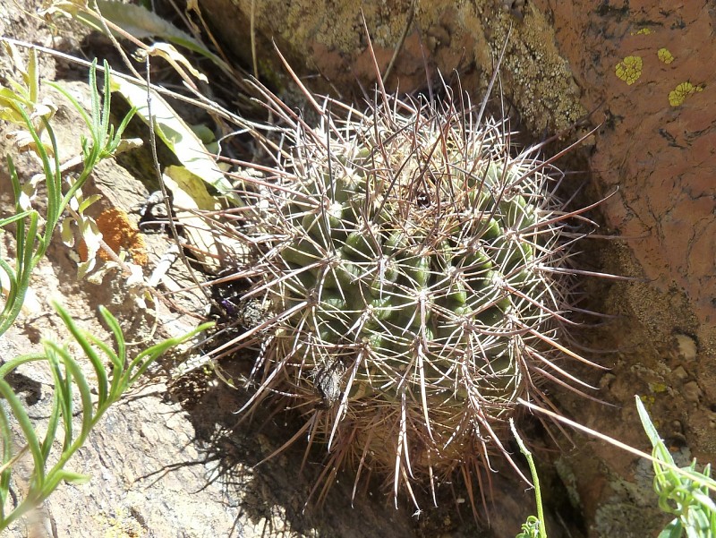 Photograph Echinopsis haematantha in habitat