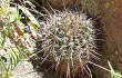 Preview photo Echinopsis haematantha