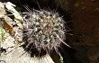 Preview photo Echinopsis haematantha