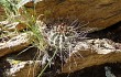 Anteprima di Echinopsis haematantha