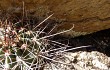 Vista previa de Echinopsis haematantha